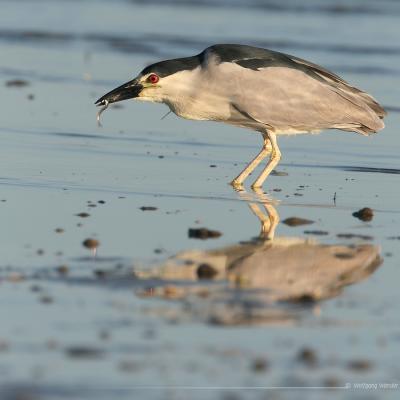 Black-Crowned Night-Heron Nycticorax Nycticorax