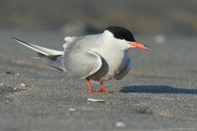 Common Tern Sterna Hirundo