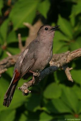 Grey Catbird Dumetella Carolinensis