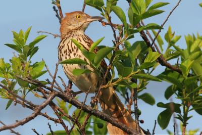 Brown Thrasher Toxostoma Rufum