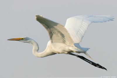 Great Egret Ardea Alba