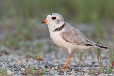 Piping Plover  Charadrius Melodus