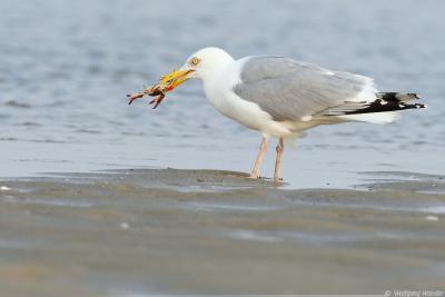 Herring Gull Larus argentatus