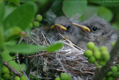 Yellow Warbler Chicks <i>Dendroica Petechia</i>