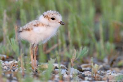 Piping Plover Chick  Charadrius Melodus