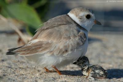 Piping Plover Mom & Chick Charadrius Melodus
