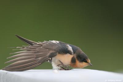 Barn Swallow (immature) Hirundo Rustica