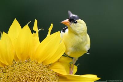 American Goldfinch <i>Carduelis Tristis</i>
