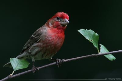 Purple Finch Carpodacus purpureus