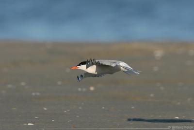 Common Tern Sterna Hirundo