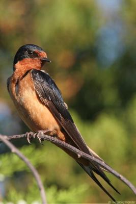 Barn Swallow Hirundo Rustica