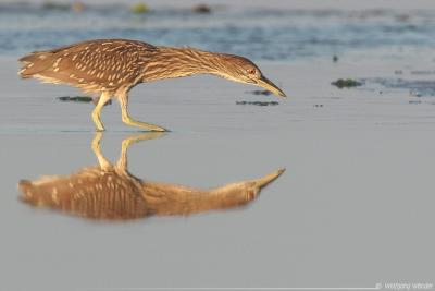 Black-Crowned Night-Heron (immature) Nycticorax Nycticorax