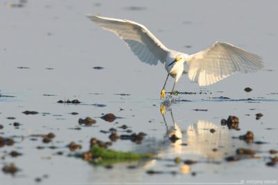 Snowy Egret Egretta Thula