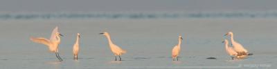 Snowy Egrets Egretta Thula