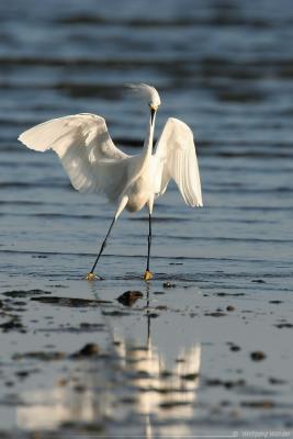 Snowy Egret Egretta Thula