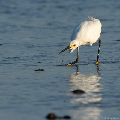 Snowy Egret