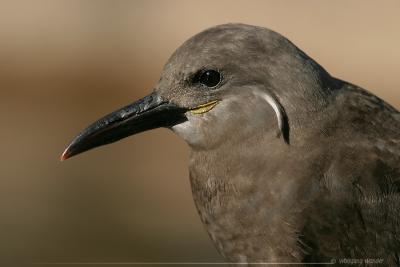 Inca Tern (juvenile)