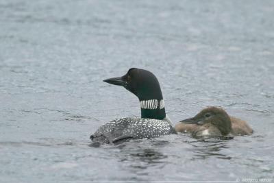 Common Loon & Chick Gavia immer