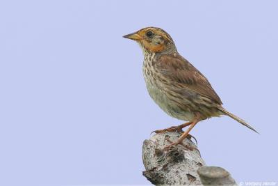Saltmarsh Sharp-Tailed Sparrow Ammodramus Caudacutus