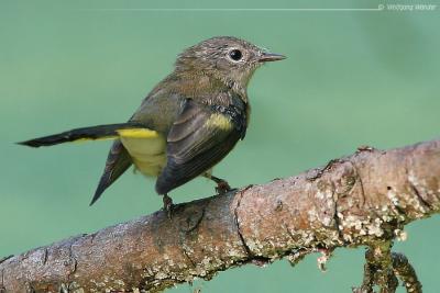 American Redstart Setophaga Ruticilla