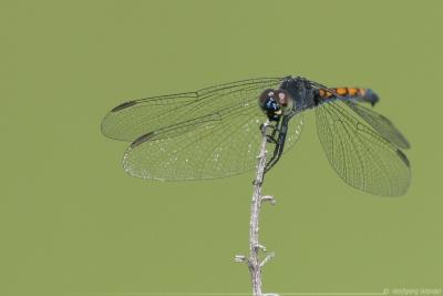 Climber Dragonfly <i>Tetragoneuria spp.</i>