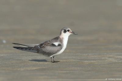 Black Tern <i>Chlidonias Niger</i>