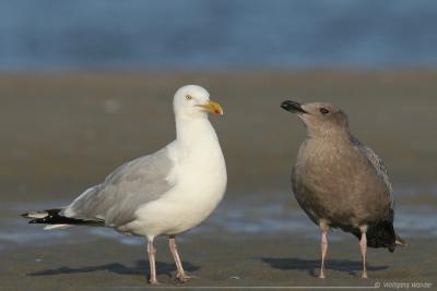Herring Gull & Chick <i>Larus argentatus</i>