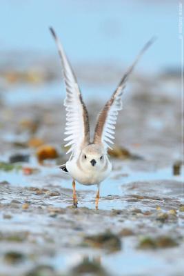 Piping Plover Charadrius Melodus