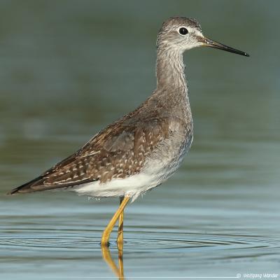 Lesser Yellowlegs Tringa Flavipes