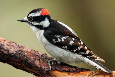 Downy Woodpecker <i>Picoides Pubescens</i>