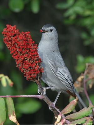 Grey Catbird Dumetella Carolinensis