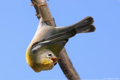 Northern Parula Parula Americana