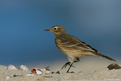 American Pipit Anthus Rubescens
