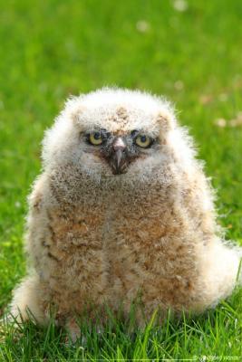 Great Horned Owl (immature) Bubo Virginianus