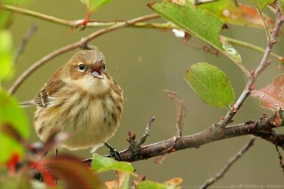 Yellow-Rumped Warbler Dendroica Coronata