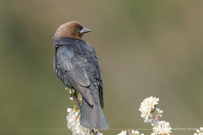 Brown-Headed Cowbird <i>Molothrus Ater</i>