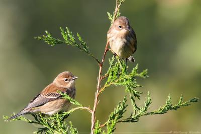 Yellow-Rumped Warbler Dendroica Coronata