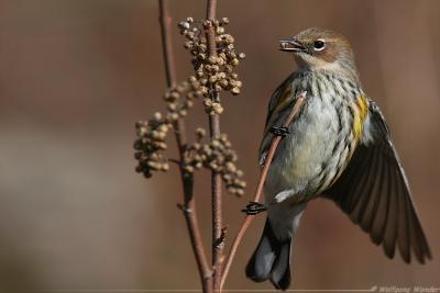 Yellow-Rumped Warbler Dendroica Coronata