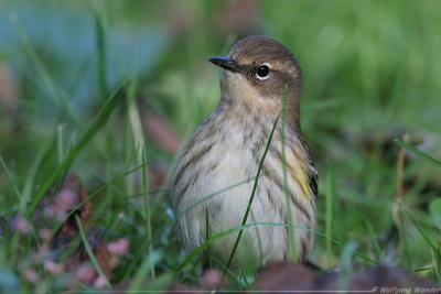 Yellow-Rumped Warbler Dendroica Coronata