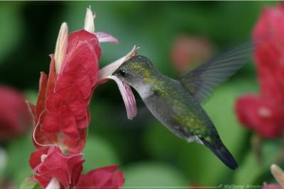 Vervain Hummingbird Mellisuga minima