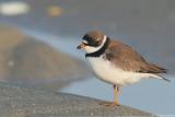 Semipalmated Plover <i>Charadrius semipalmatus</i>