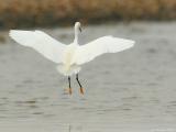 Snowy Egret <i>Egretta Thula</i>