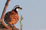 Northern Bobwhite <i>Colinus Virginianus</i>