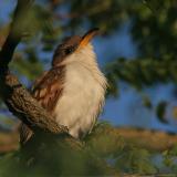 Yellow-Billed Cuckoo Coccyzus Americanus