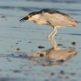 Black-Crowned Night-Heron <i>Nycticorax Nycticorax</i>