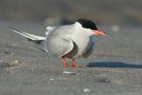 Common Tern <i>Sterna Hirundo</i>