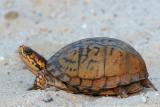 Box Turtle <i>Terrapene Carolina Carolina</i>