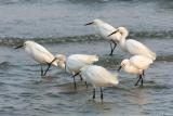 Snowy Egrets Egretta Thula