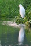 Snowy Egret <i>Egretta Thula</i>