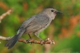 Grey Catbird Dumetella Carolinensis